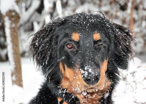 Cute puppy blinking to the camera photo