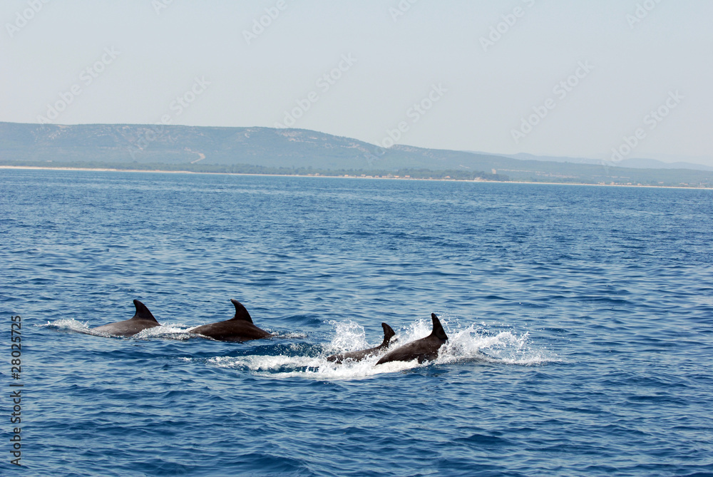 Naklejka premium dauphins nagent dans la mer