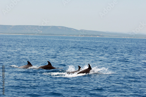 dauphins nagent dans la mer