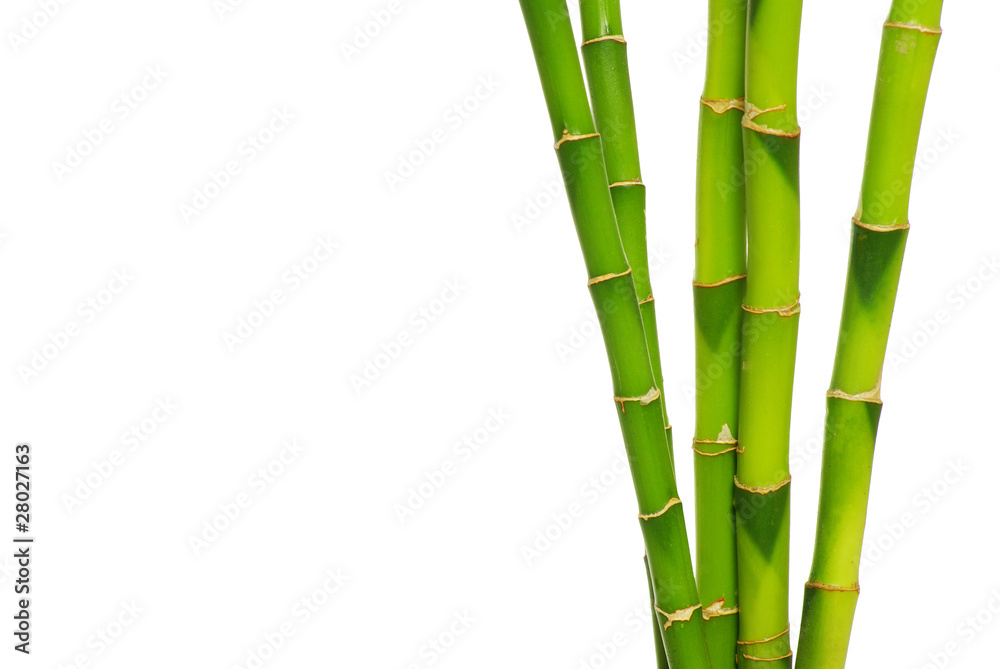 Fototapeta premium bamboo