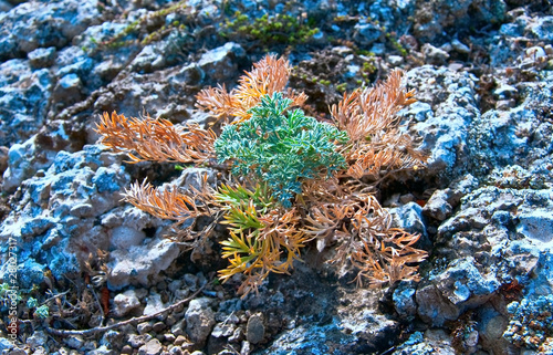 plant on a rock