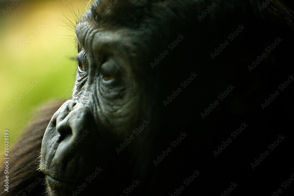 Gorilla Gorilla