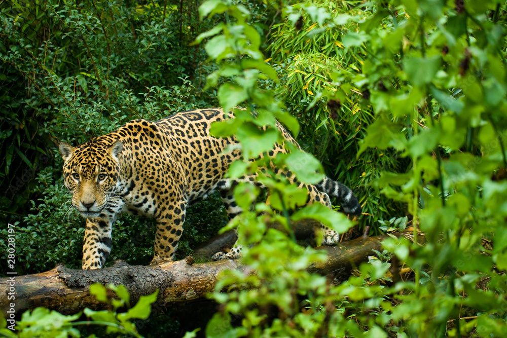 Obraz premium Jaguar