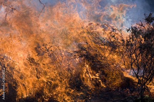 Controlled Burning © Chris Brignell