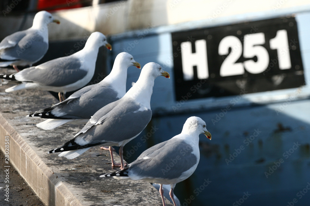 Obraz premium bird seagull