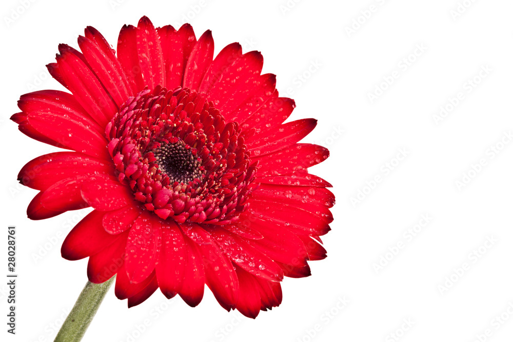 Perfect Red Gerber Daisy