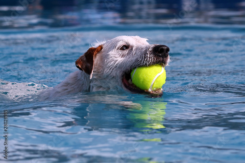 Terrier