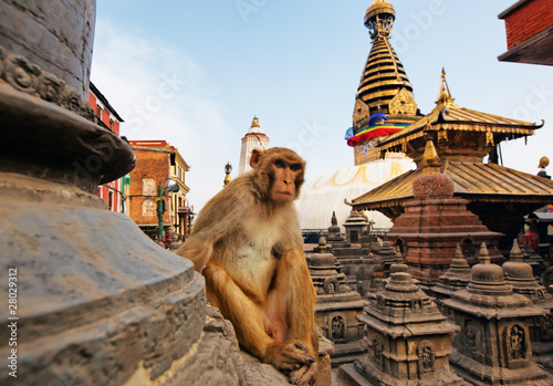 Photo Sitting monkey on swayambhunath stupa in Kathmandu, Nepal