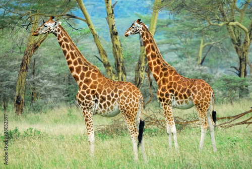Giraffes in the forest  Kenya