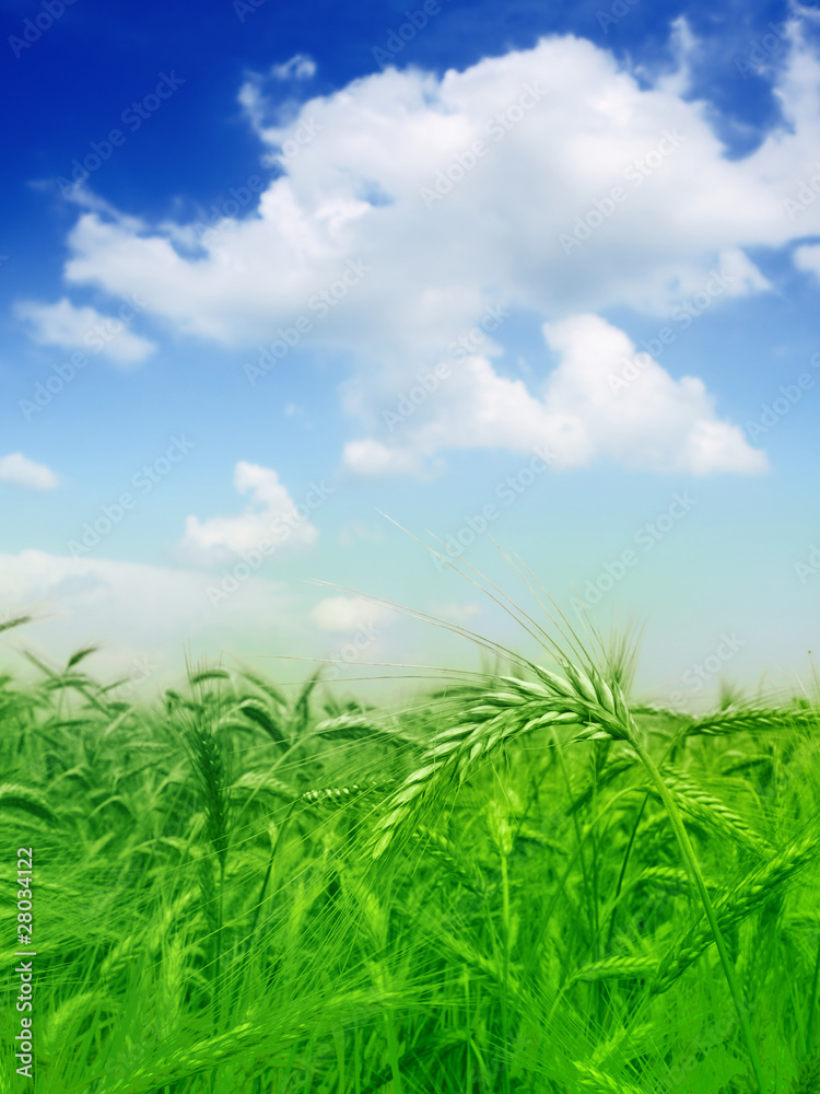 green wheat field and sky