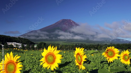 ひまわりと富士山／Mt.fuji