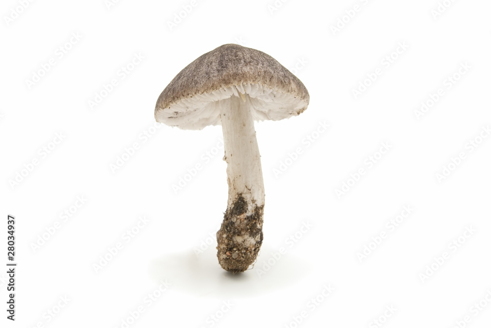 wild mushrooms on white background wild mushrooms on white background