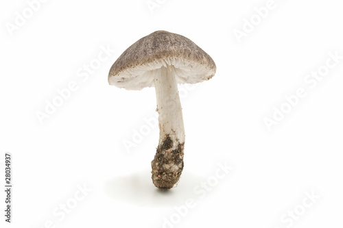 wild mushrooms on white background