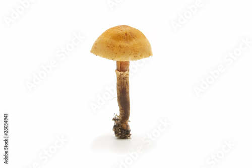 wild mushrooms on white background