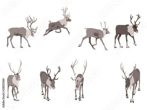 set of eight reindeer colored illustration