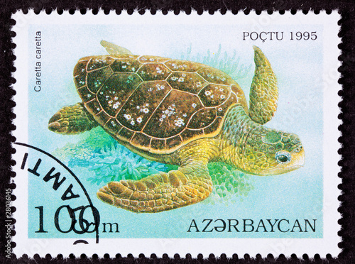 Postage Stamp Swimming Loggerhead Sea Turtle, Caretta caretta