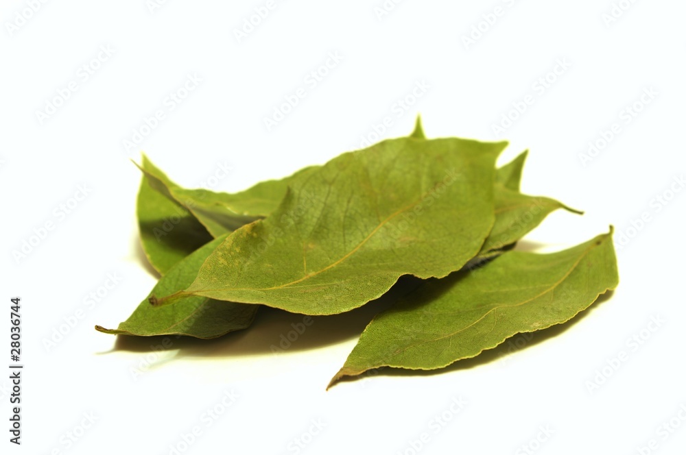Bay leaf