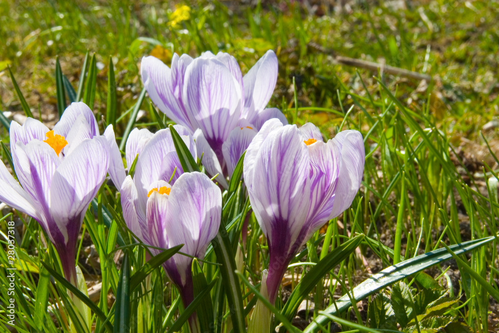 Flowers purple crocus Flowers purple crocus