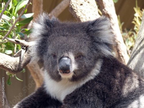 Photography koala