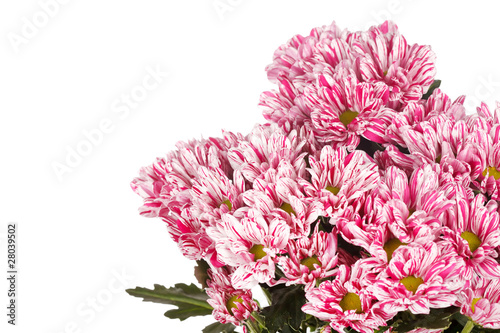 Fototapeta Naklejka Na Ścianę i Meble -  Chrysanthemum Flowers