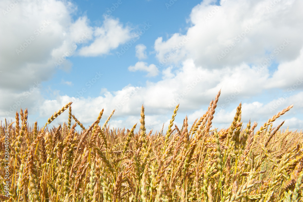 Fototapeta premium Wheat field