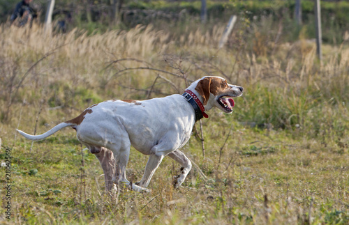 German Shorthaired Pointer on running