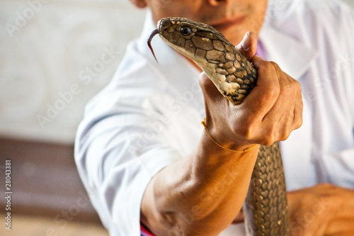 Cobra snake catcher photo