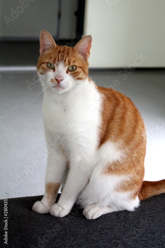 Red white cat posing for the Photographer