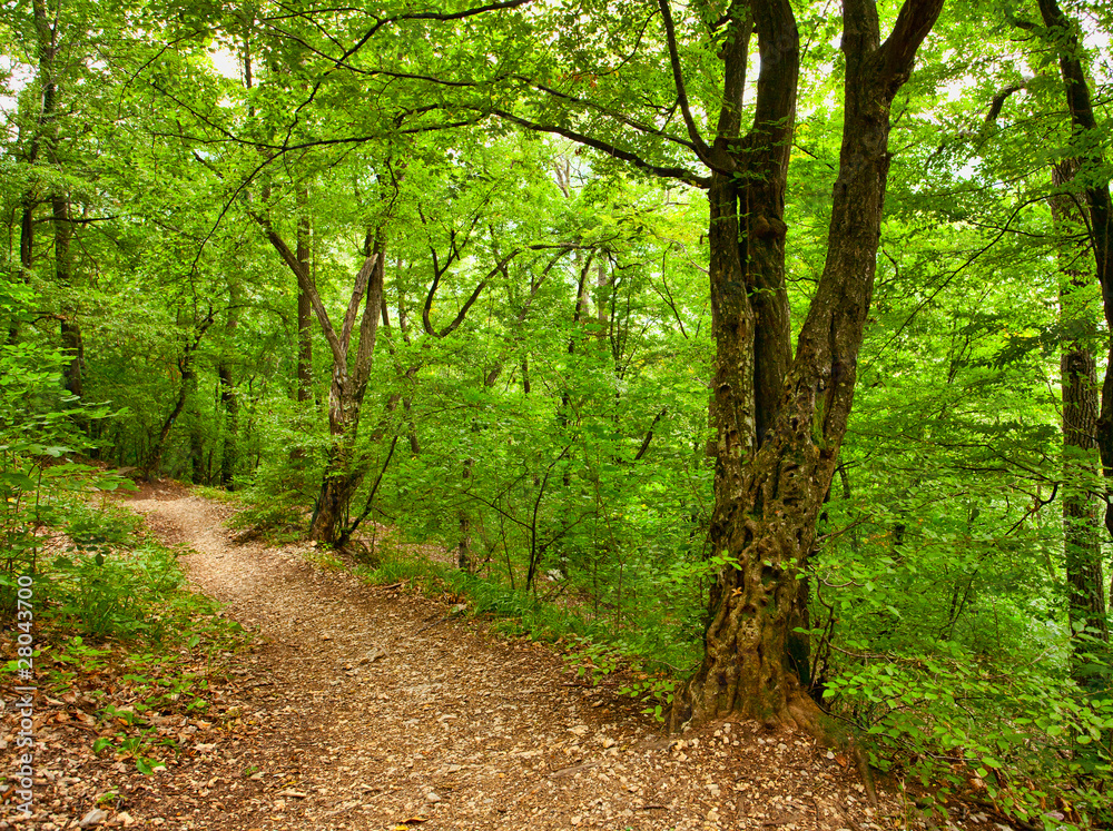 Fototapeta premium Footpath in the forest