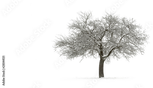 Schneebedeckter Apfelbaum auf Reinweiß