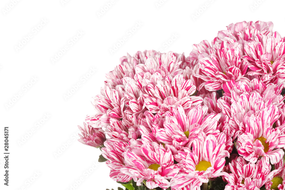 Chrysanthemum Flowers