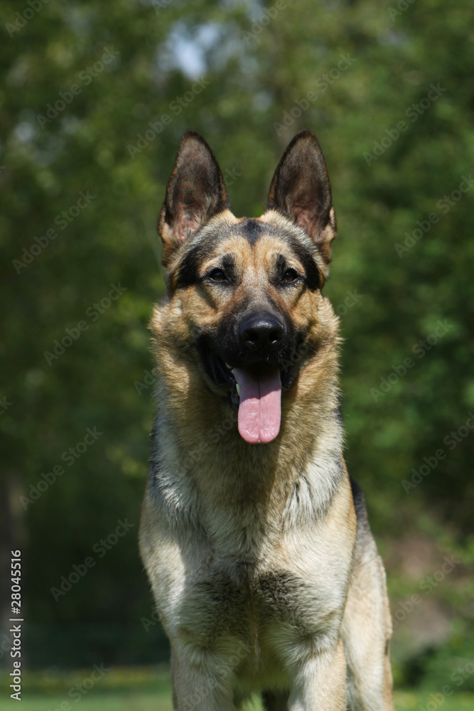 head of the german shepherd dog