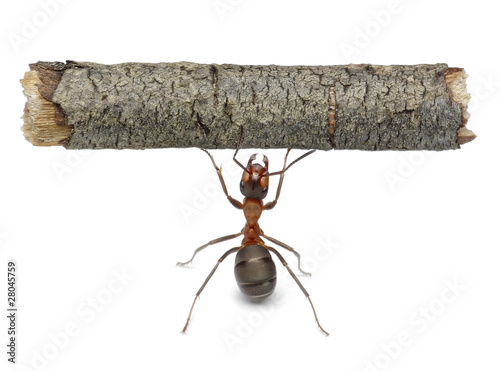 worker ant holding log, isolated photo