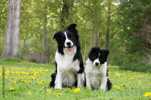 maman border collie et son chiot - puppy and mother © Dogs