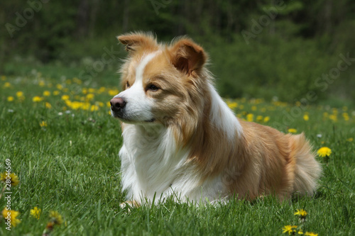 chien allongé dans l'herbe, oreilles à demi dressées