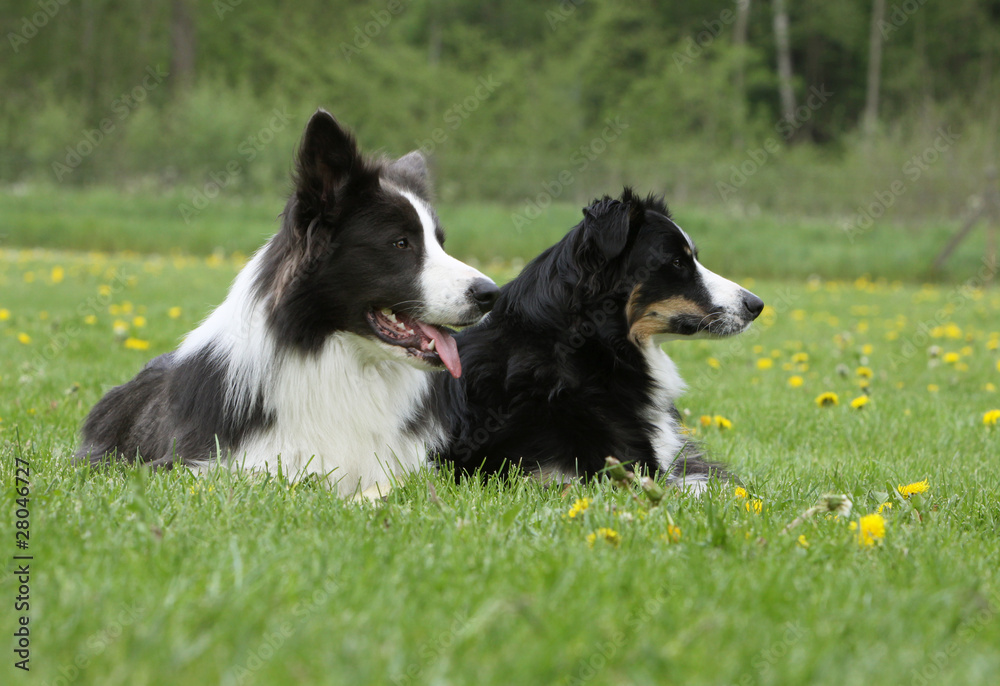 deux chiens regardant dans la même direction - border deux chiens regardant dans la même direction - border