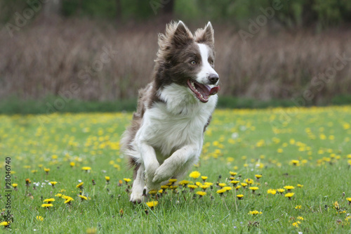 belle allure du border collie en course