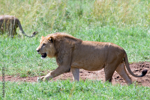 leones en Kidepo photo