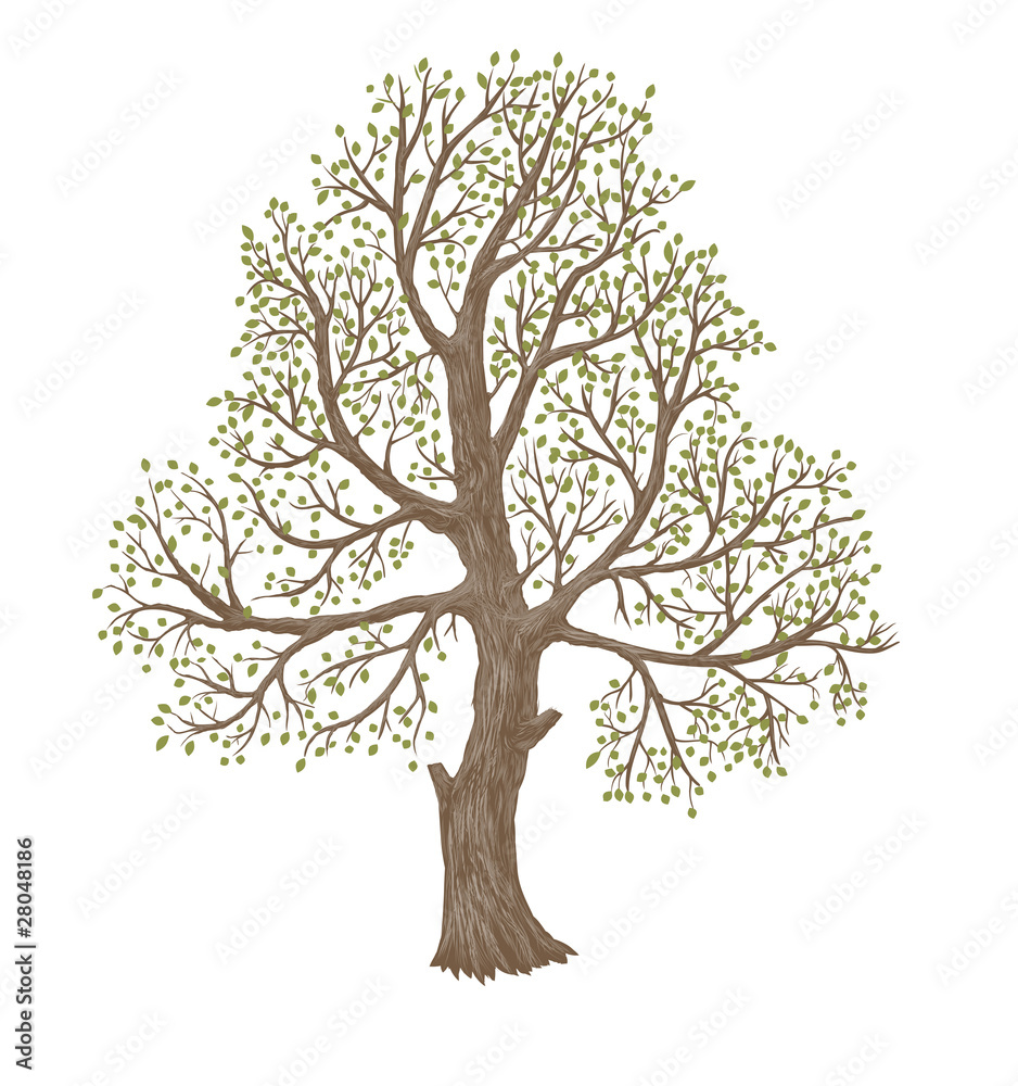 old  tree