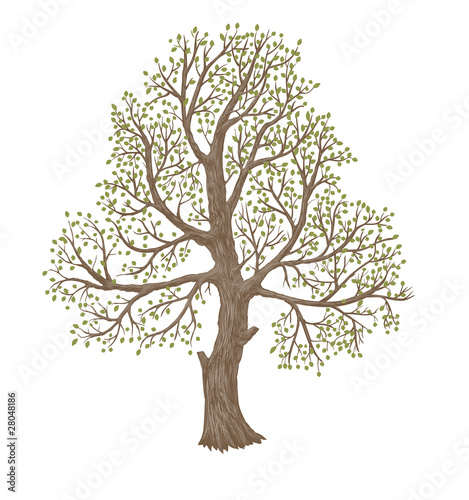old  tree