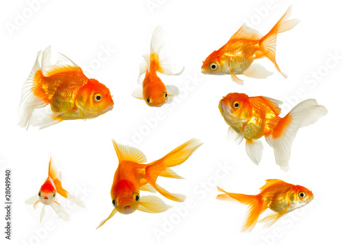 Gold fish collection
