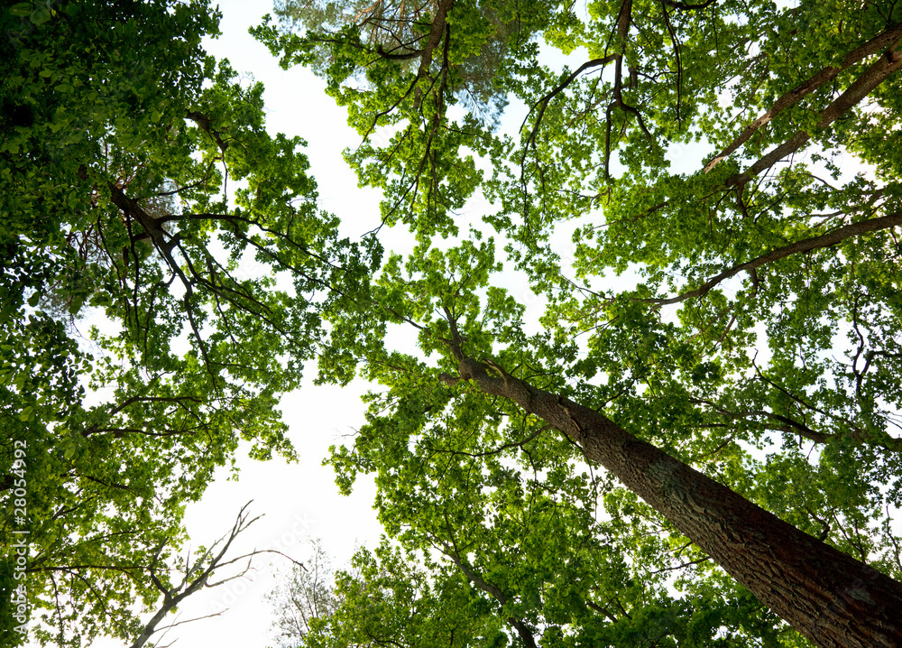 Fototapeta premium Oak woods canopy