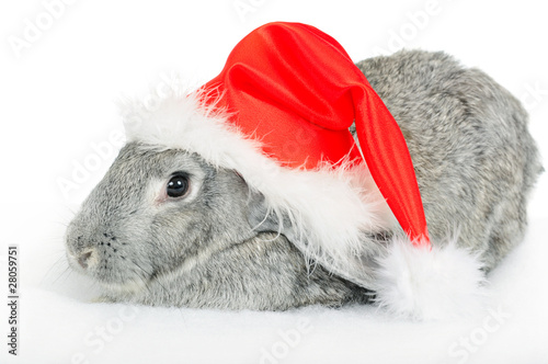 Rabbit in red cap of Santy over white