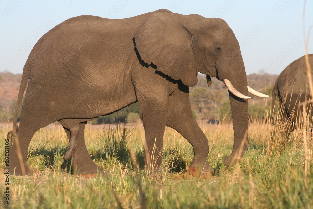 Obraz premium Elefant auf Wanderung