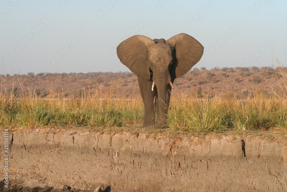 Obraz premium Elefant