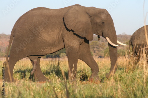 Elefant auf Wanderung