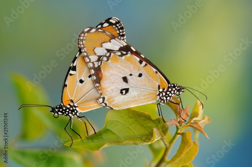 A Pair Of Mating Butterflies © axway