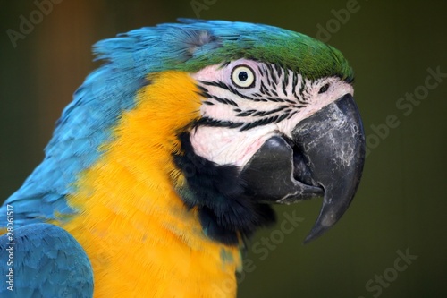 Macaw Parrot Profile