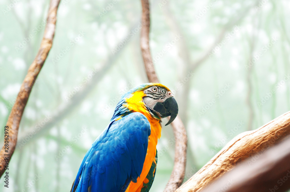Obraz premium Colourful parrot bird sitting on the perch