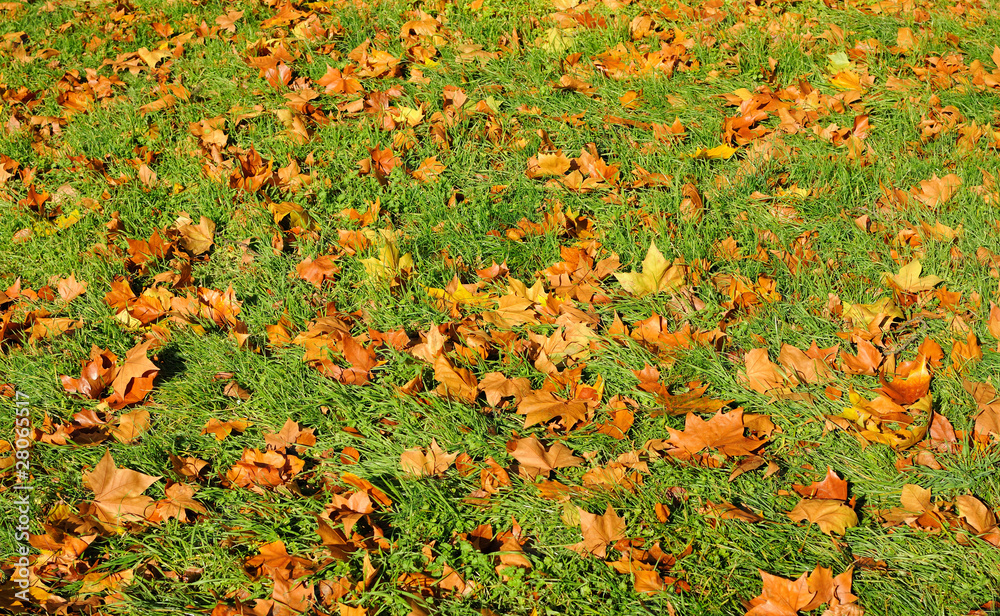 Autumn carpet